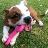 Nylon-Chew-Bone2 Bone