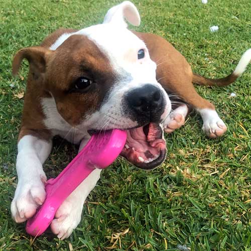 Nylon-Chew-Bone2 Bone